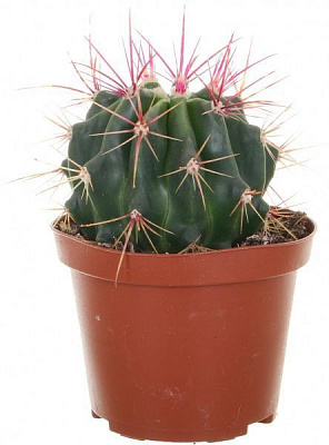 Рослина кімнатна Кактус мікс 10.5 см