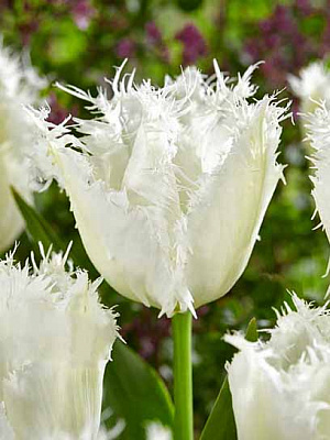 Луковица тюльпана бахромчатого Нордейнде 3 шт. 