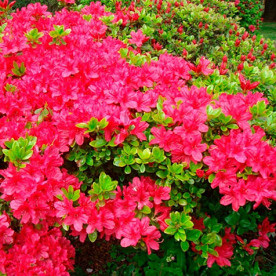 Растение Рододендрон тупой в ассортименте/Rhododendron obtusum, С20