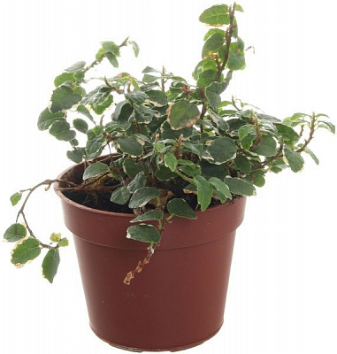 Растение Фикус 09/15 микс