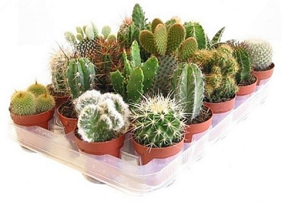 Растение Кактус микс в горшках с буквами 10/10