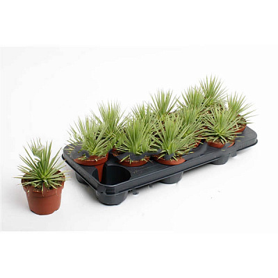 Рослина Агава 10х15 Stricta Nana