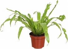 Растение комнатное Асплениум 12x35 см