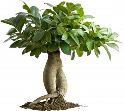 Растение Фикус гинсенг d9 h20