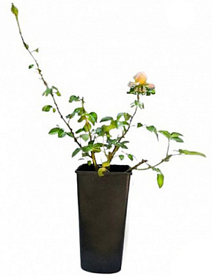 Саджанець Троянда Англійська махрова серія преміум в асортименті