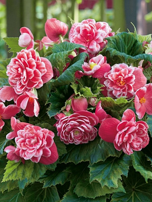 Клубень бегонии махровой Камелия 1 шт. 