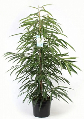 Растение Фикус Али d24/h140