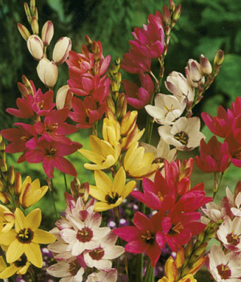 Луковица Яскрава Иксия Смесь 7 шт. 