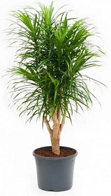 Растение Драцено Анита бранч d21/h80