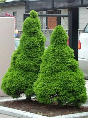 Рослина Ялина канадська/ Picea glauca Conica С5, H 30-40