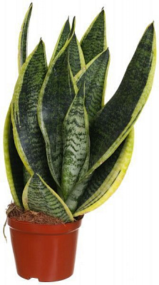 Рослина Сансівьєра Laurentii 12/35