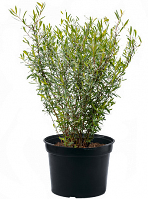 Рослина Верба пурпурна Нана С 3