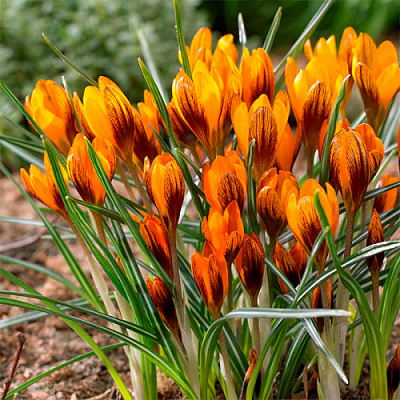 Луковица Яскрава Крокус ботанический Orange Monarc 3 шт. 