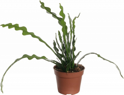 Растение Епифилум 09/15