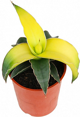 Рослина кімнатна Сансевьера Star Canary d9/h15