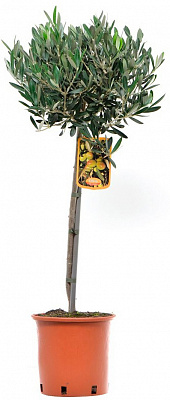 Растение Оливковое дерево 23х110