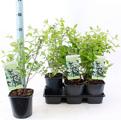 Растение Филадельфус d 17 h 40