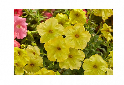 Семена Професійне насіння петуния Лавина F1 желтый каприз 10 шт. (4820176695383)