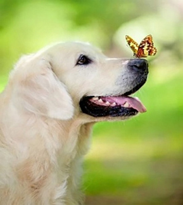 Набір зі стразами на картоні 5D Добрий песик 21x25 см GoToArt