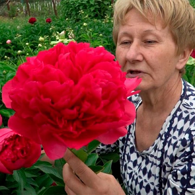 Корневище Пион травянистый Command Performance 1 шт. Яскрава