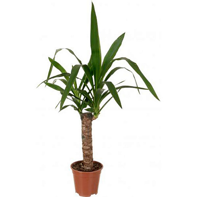 Рослина Юкка 14/40
