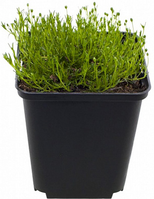 Растение Мшанка шиловидная С1