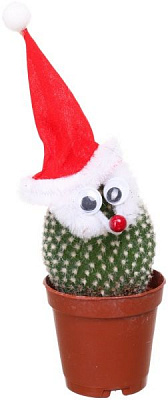 Растение Кактус дед мороз 6х7 см