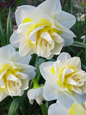 Луковица TUBERBULB Export B.V. нарцисса Уайт Лайон 3 шт. 