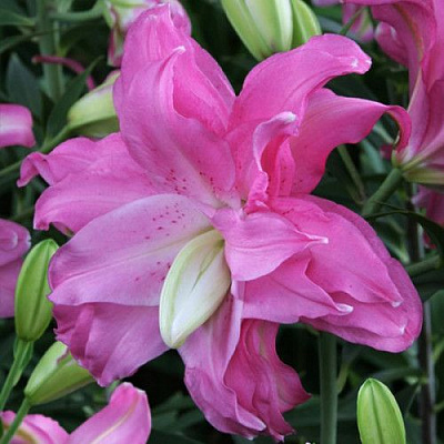 Цибулина Лілія орієнтальна махрова Lotus Joy 1 шт.