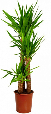 Растение Юкка 3 ствола 21/95