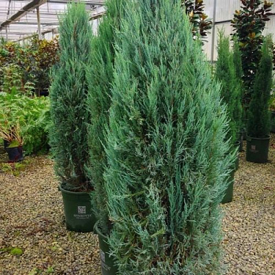 Рослина Ялівець лускатий Блу Аров С3 H20-30(укр)