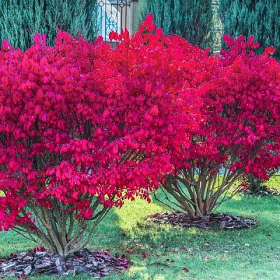 Растение Бересклет европейский Ред Каскад /Euonymus europaeus 'Red Cascade' С3/Н 30-50