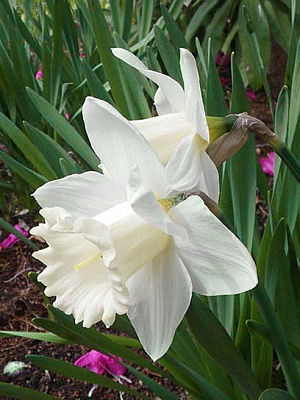 Цибулина нарциса трубчастого Маунд Худ 3 шт.