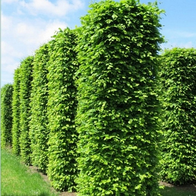 Растение Граб обыкновенный/ Carpinus betulus С7.5/Н 140-160