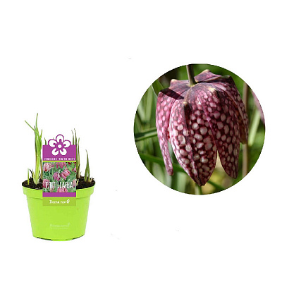 Растение Фритиллярия (рябчик) 09 х11 пурпурная Meleagris