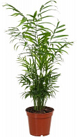 Растение Хамидорея 17х60 см