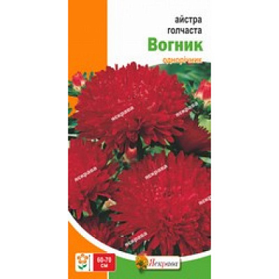 Семена Яскрава астра игольчатая Огонек