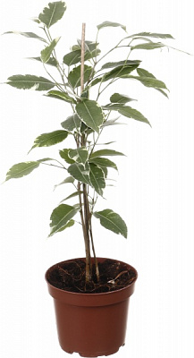 Растение комнатное Фикус Бенжамина микс 12х40 см