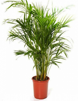Растение Пальма Кентия 150 см