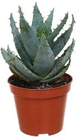Растение Хавортия 9х15 см