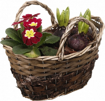 Рослина кімнатна Кошик 34 Гіацинт 3 + Примула овал сумка