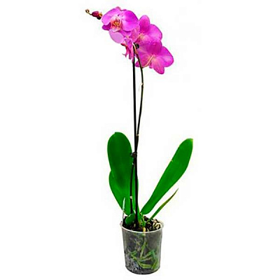 Рослина Фаленопсіс мікс 1 стовбур 3/5+ (12/40-50)