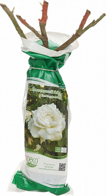 Саженец Dekoplant Роза плетистая пакет Минимот