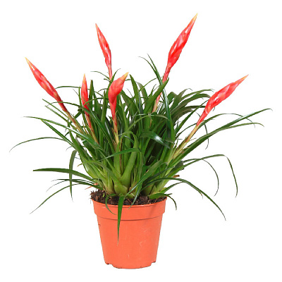 Рослина Врієзія 12х35 червона Astrid