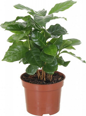 Растение Кофе Аrabica 12/25