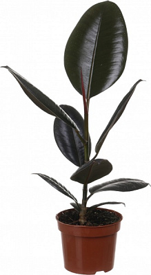 Растение Фикус Робуста d12/h40