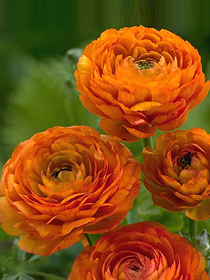 Корнеклубень TUBERBULB Export B.V. лютика оранжевого 5 шт.