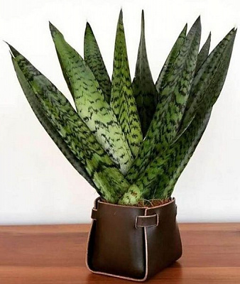 Рослина Сансівьєрія Циліндріка Фан 9/25