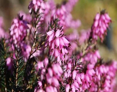 Растение Эрика в ассортименте, C 3, D 10-15