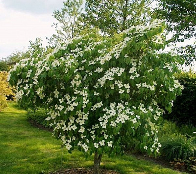 Растение Дерен Коуса Cornus kousa h 200-250 см